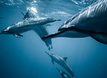 GA黄金甲平台：用科技守护成长之路，开启高效学习与投资的黄金时代